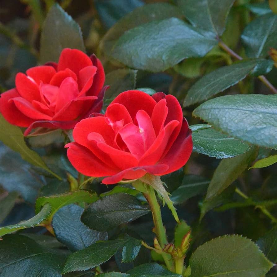 Rose Jewel Miniature Merlot (Rosa) - Ladybird Nursery