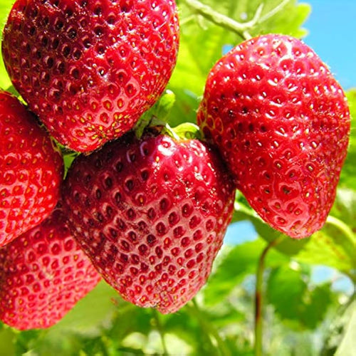 Strawberry Sweetheart - Ladybird Nursery