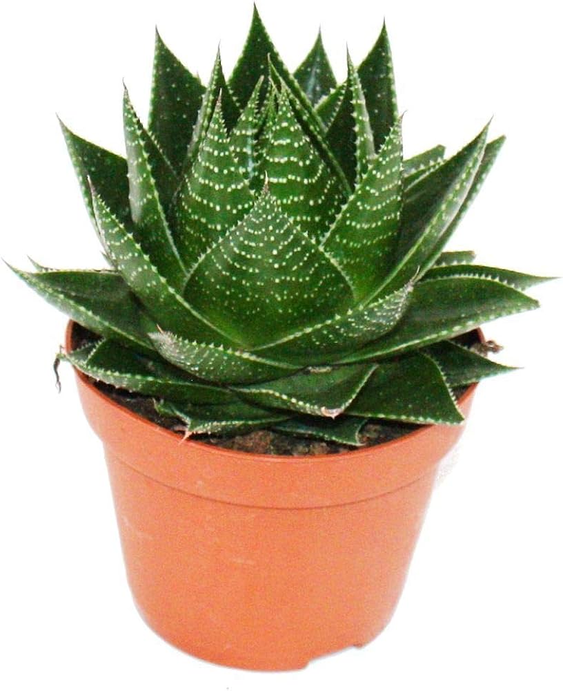 Cosmo Aloe (Aloe Cosmo)