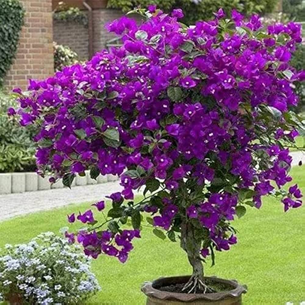 Bougainvillea Red Dragon™ Pretty Purple (Bougainvillea Red) - Ladybird Nursery