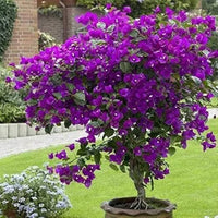 Bougainvillea Red Dragon™ Pretty Purple (Bougainvillea Red)