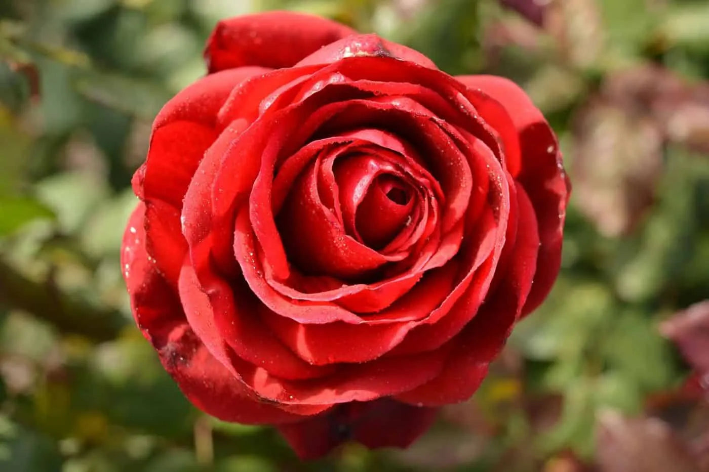 Rose Camp David 2 ft Standards (Rosa)