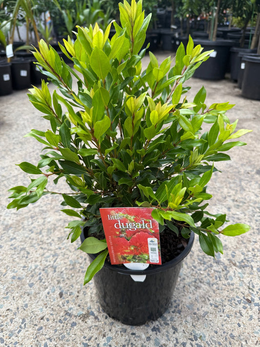 Metrosideros 'Little Dugald' (Metrosideros collina) - Ladybird Nursery