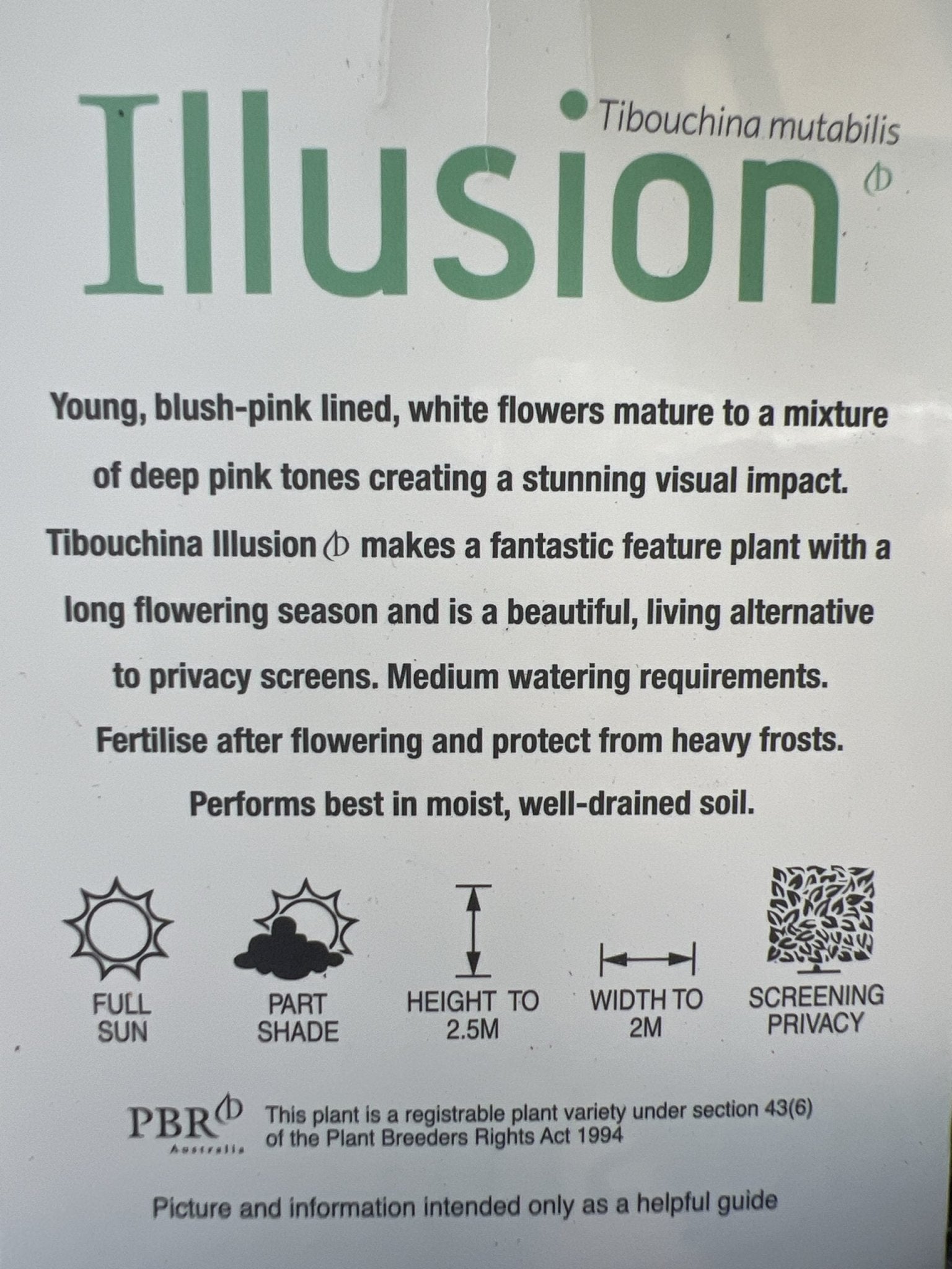 Tibouchina Illusion - Ladybird Nursery