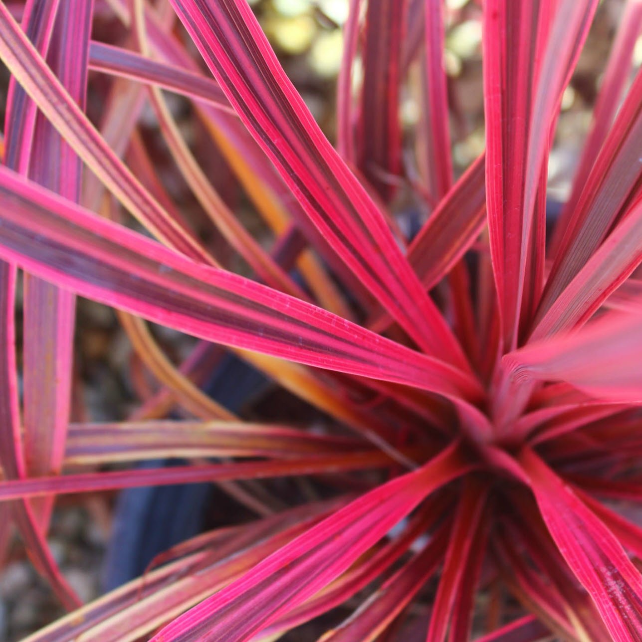 Cordyline Salsa (Cordyline australis) - Ladybird Nursery