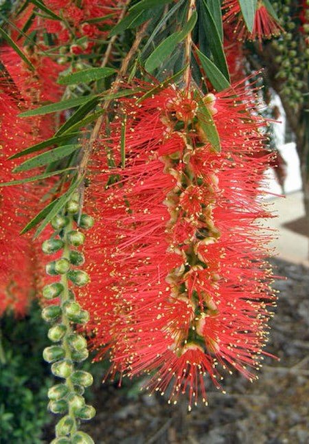 Bottlebrush Hannah Ray 200mm Pot (Callistemon) - Ladybird Nursery