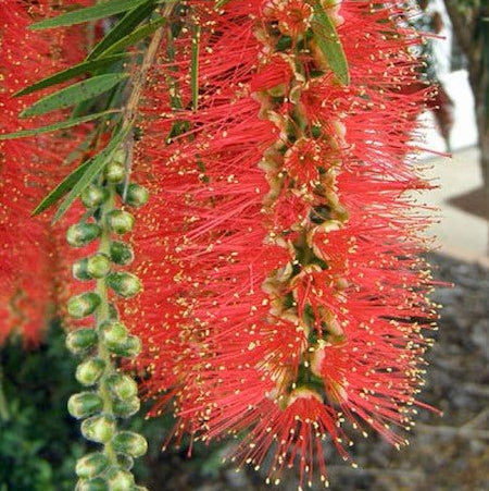 Bottlebrush Hannah Ray 200mm Pot (Callistemon) - Ladybird Nursery