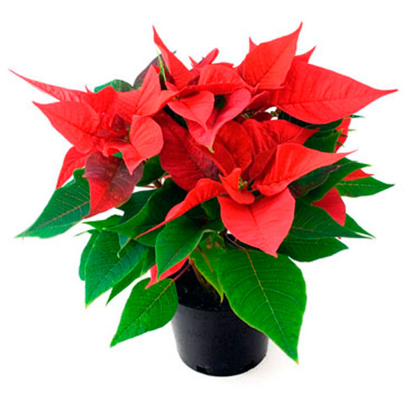 Poinsettia Mix (Euphorbia pulcherrima)