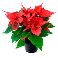 Poinsettia Mix (Euphorbia pulcherrima)