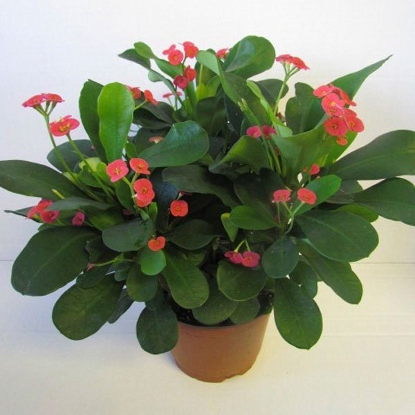Somona Crown of Thorns (Euphorbia milii) - Ladybird Nursery