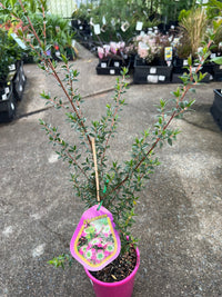 Leptospermum ‘Rhiannon’ - Ladybird Nursery