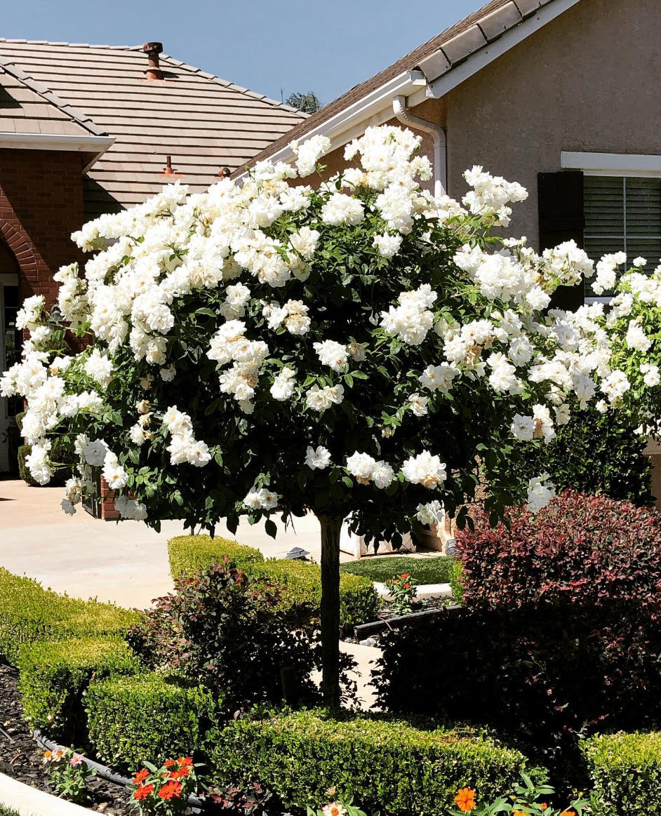 Rose White Iceberg 4 ft Standards (Rosa)