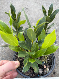 Bay Leaf (Laurus nobilis) - Ladybird Nursery