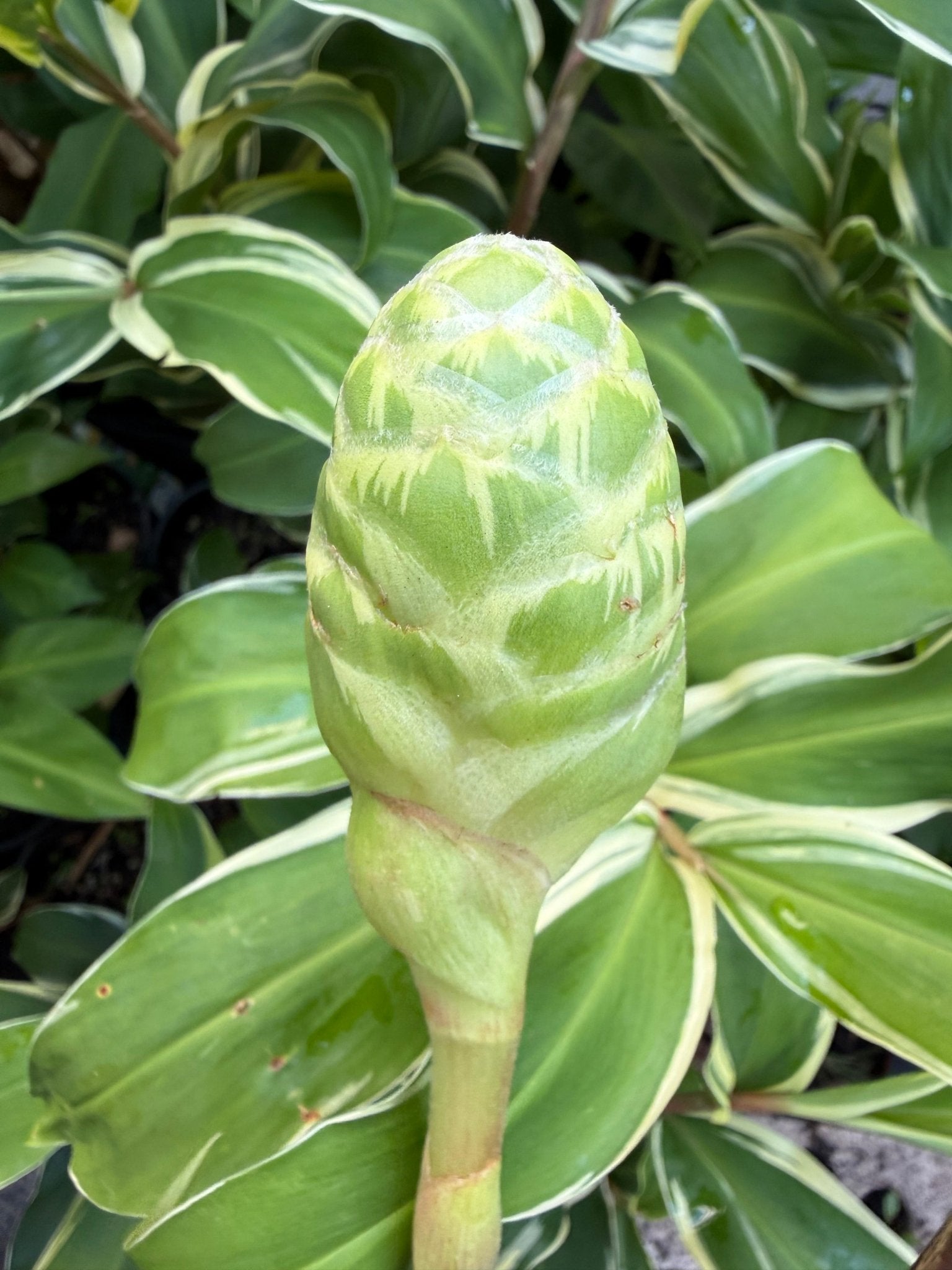 Shampoo Ginger Variegata (Zingiber zerumbet) - Ladybird Nursery