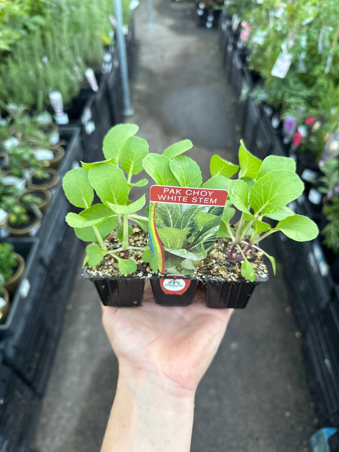 Pak Choy (Pickup Only) - Ladybird Nursery