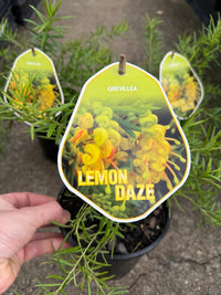Grevillea Lemon Daze - Ladybird Nursery