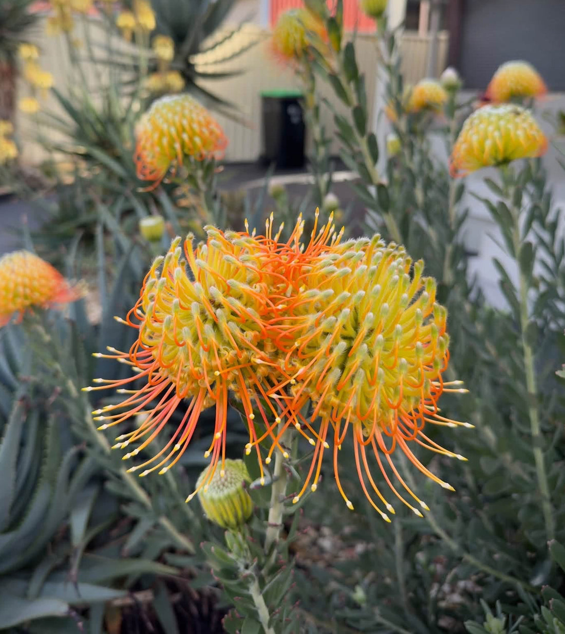 Leucospermum ‘Phoenix Rising’ - Ladybird Nursery