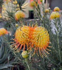 Leucospermum ‘Phoenix Rising’ - Ladybird Nursery