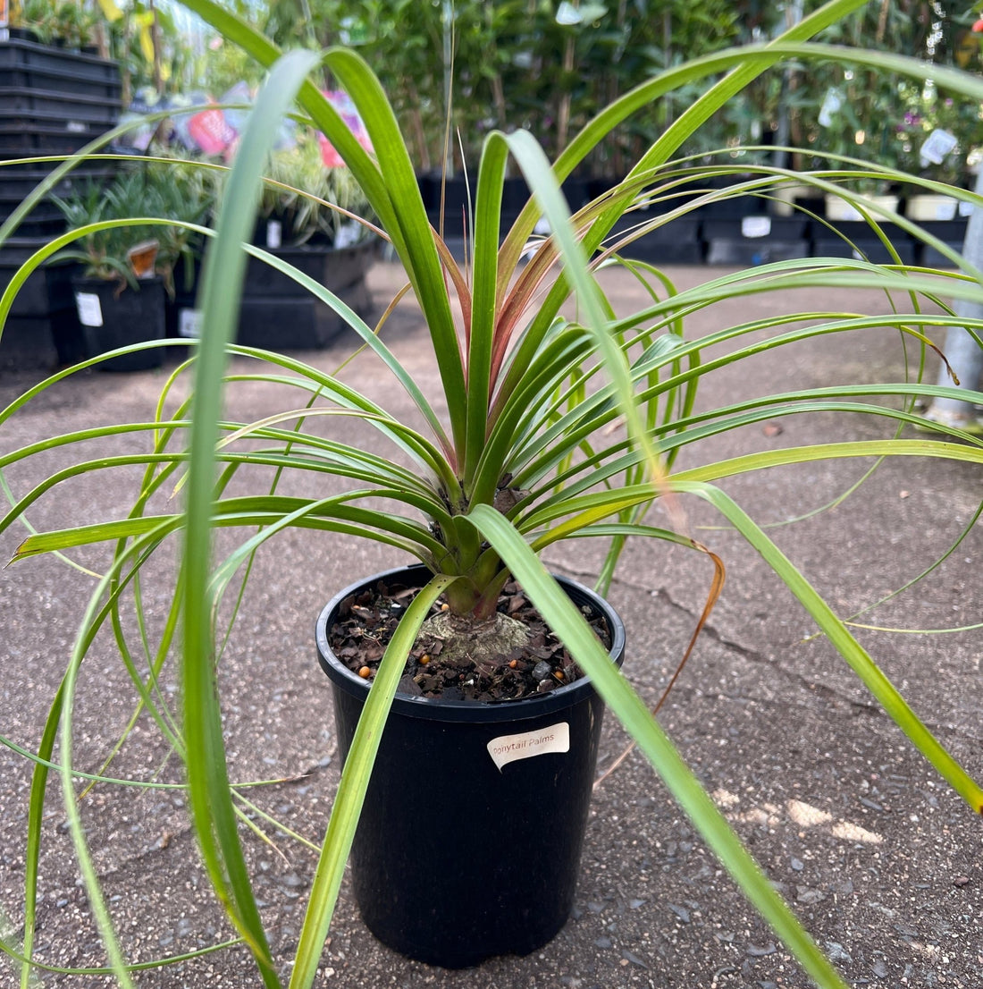 Pony Tail Palm (Beaucarnea recurvata) - Ladybird Nursery