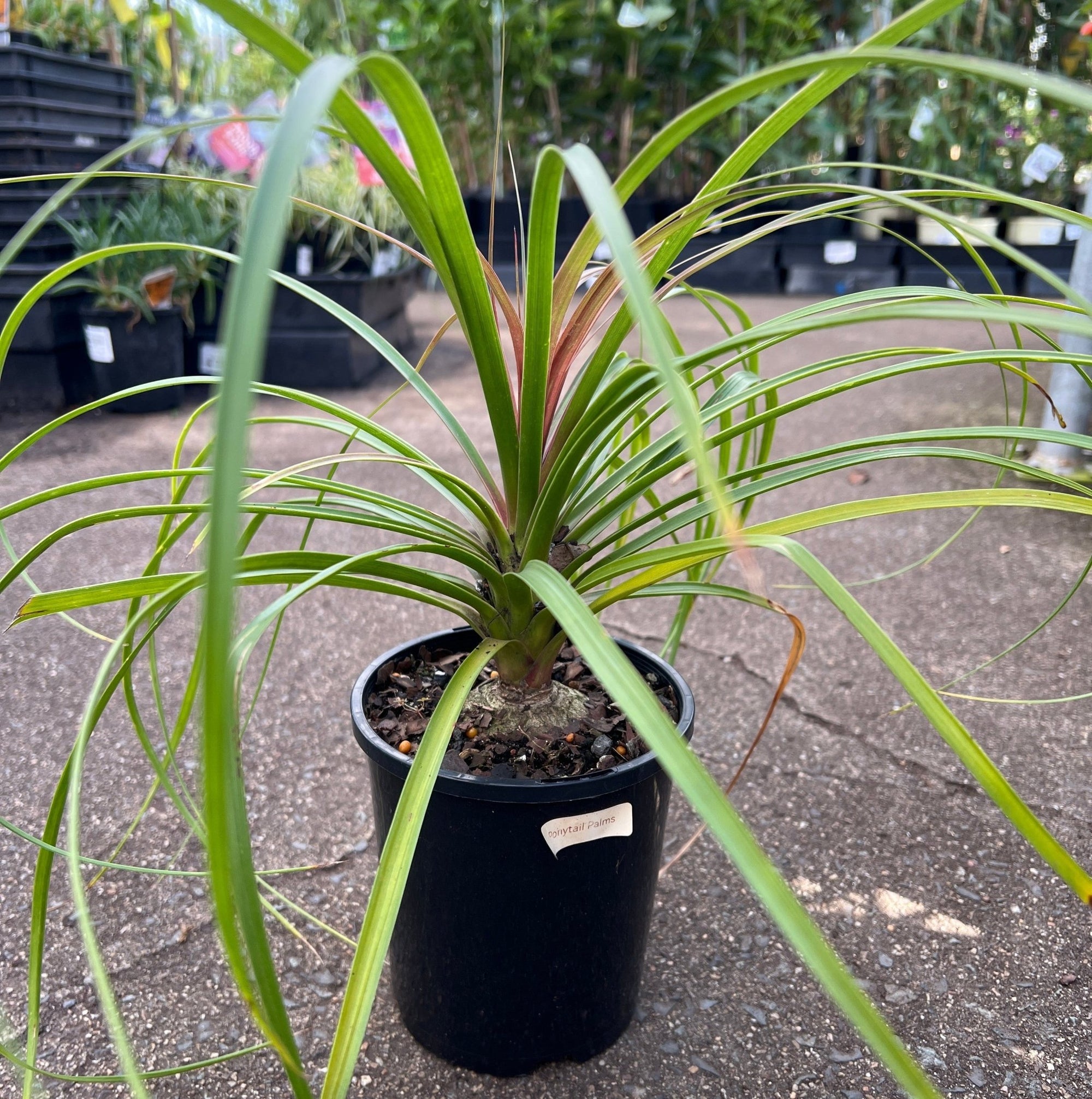 Pony Tail Palm (Beaucarnea recurvata) - Ladybird Nursery