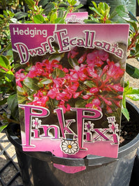 Escallonia 'Pink Pixie' - Ladybird Nursery