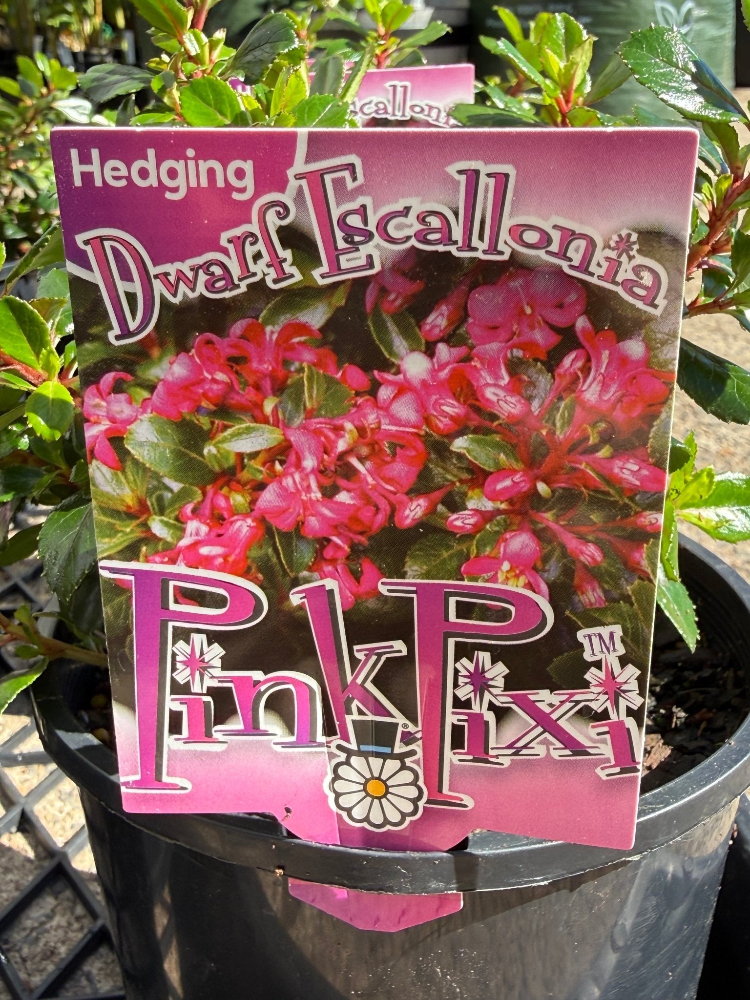 Escallonia 'Pink Pixie' - Ladybird Nursery