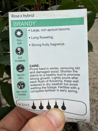 Rose 'Brandy' - Ladybird Nursery