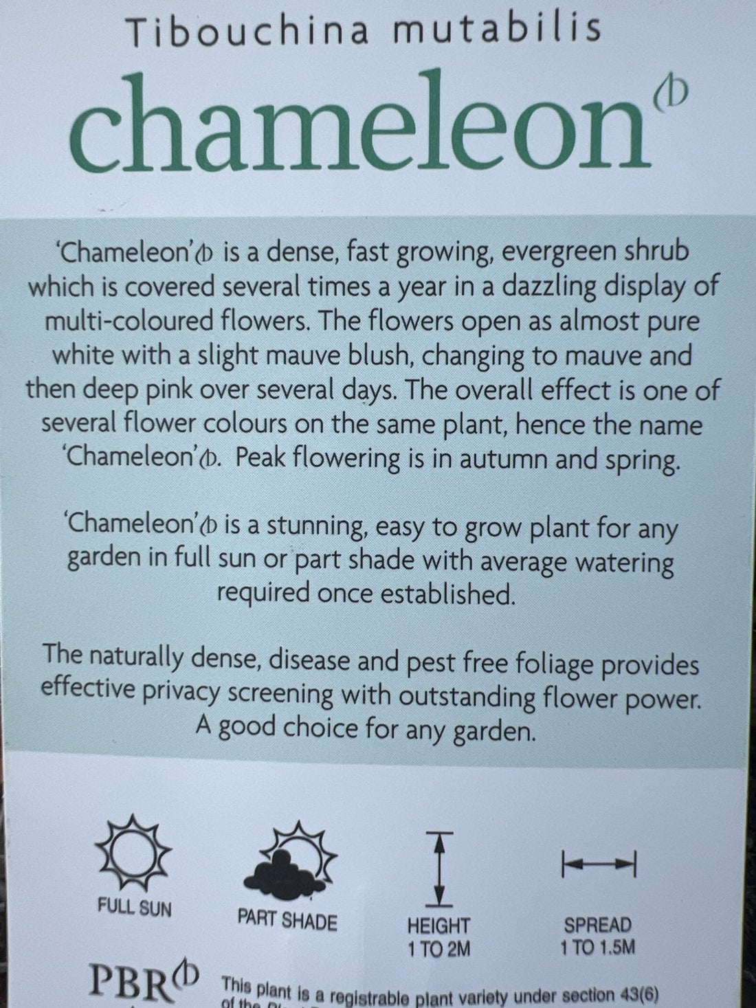 Tibouchina Chameleon - Ladybird Nursery