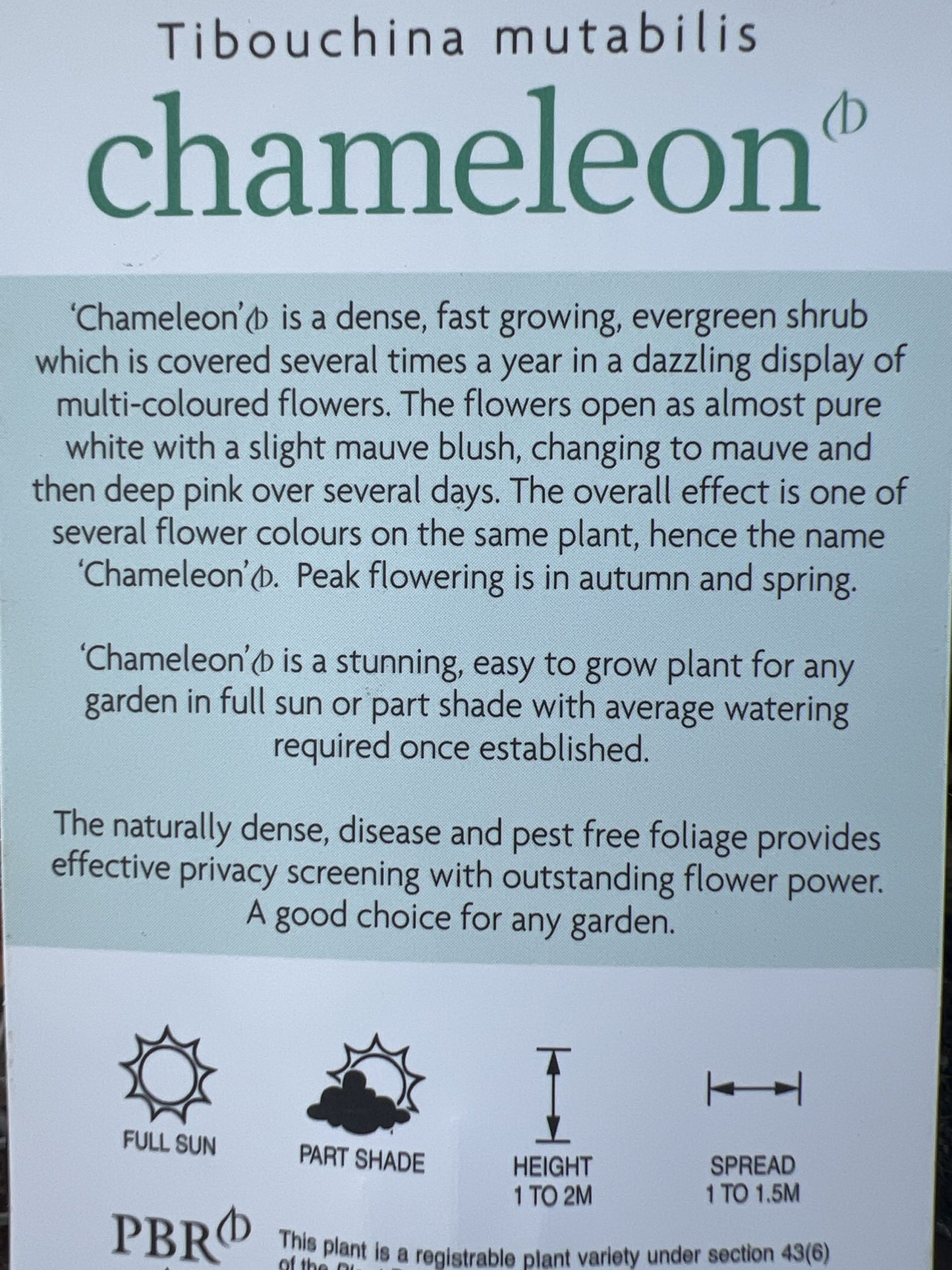 Tibouchina Chameleon