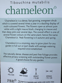 Tibouchina Chameleon - Ladybird Nursery