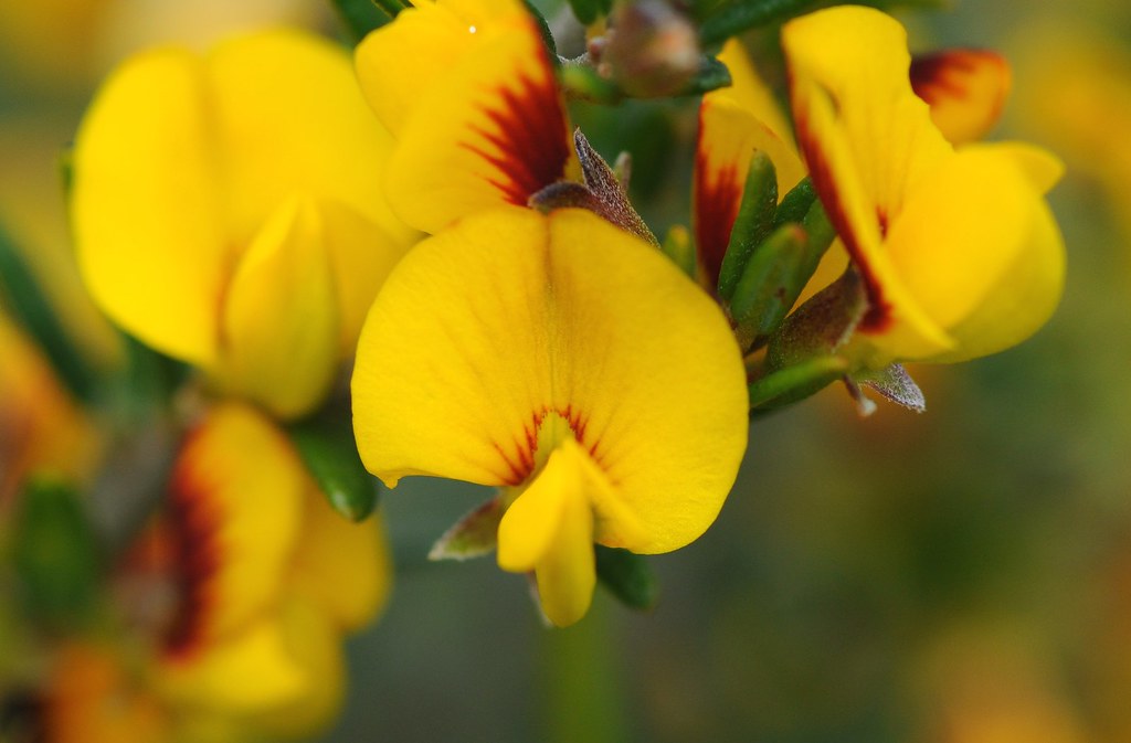 Common Aotus (Aotus ericoides)