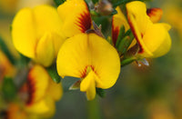 Common Aotus (Aotus ericoides)