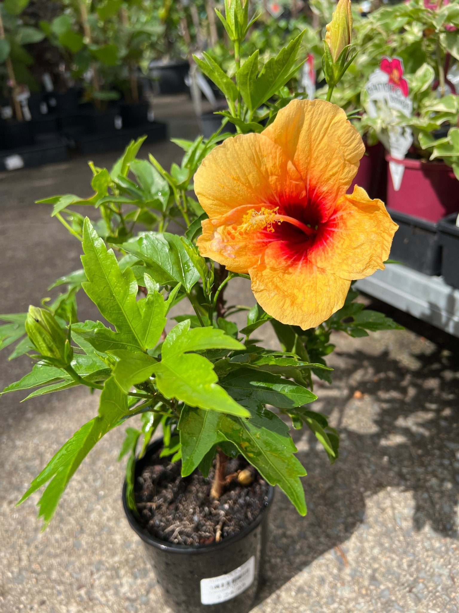 Hibiscus 'Cuban' - Ladybird Nursery