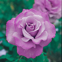 Rose Angel Face 3 ft Standards (Rosa)