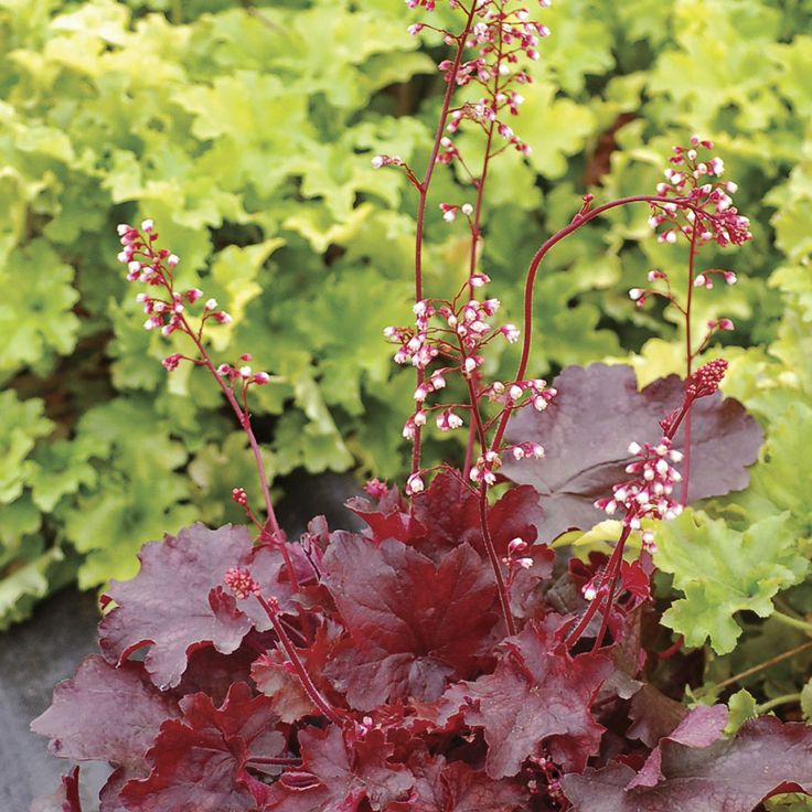 Heuchera Fire Chief - Ladybird Nursery