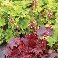 Heuchera Fire Chief