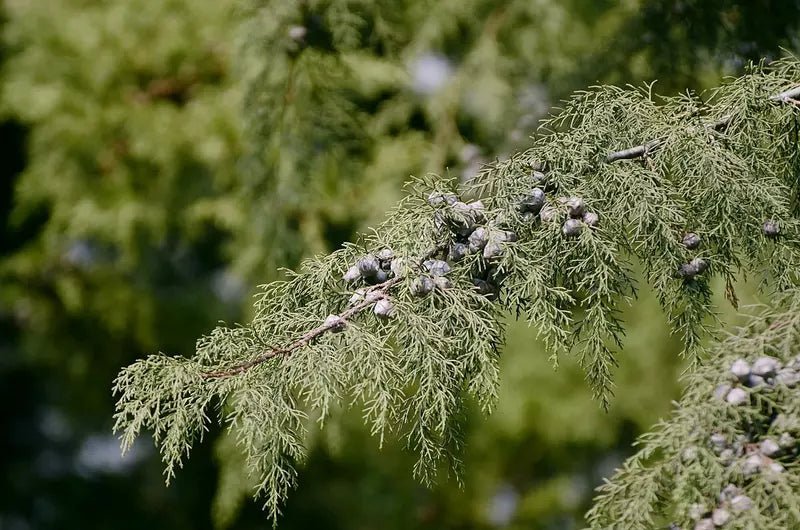 Himalayan Cypress Arctic Green (Cupressus torulosa) - Ladybird Nursery