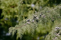 Himalayan Cypress Arctic Green (Cupressus torulosa)