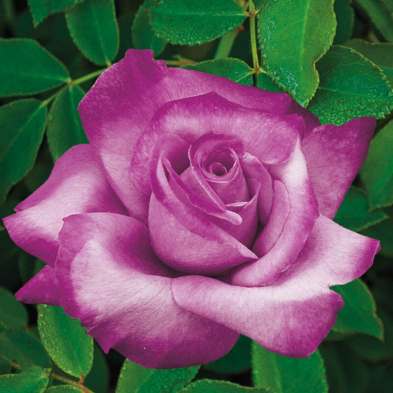 Rose Fragrant Plum (Rosa)