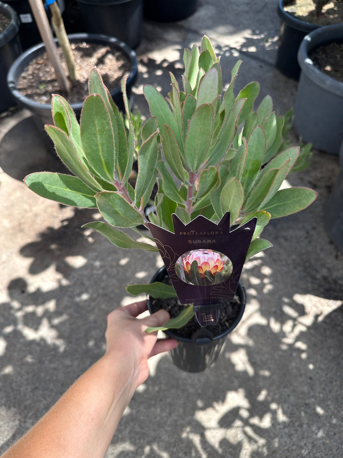 Protea 'Susara' - Ladybird Nursery