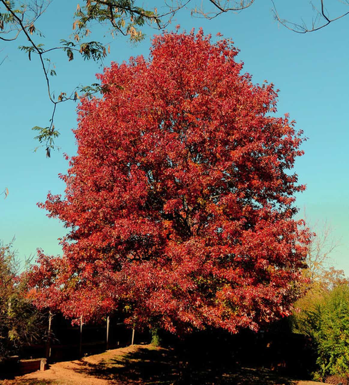 Red Oak (Quercus rubra)