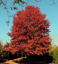 Red Oak (Quercus rubra) - Ladybird Nursery