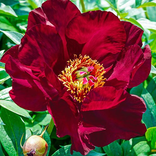 Itoh Peony Scarlet Heaven (Paeonia) - Ladybird Nursery