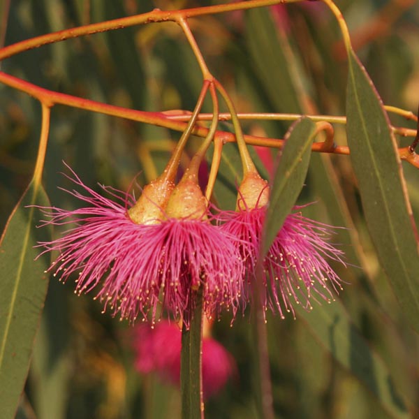 Red-Flowering Yellow Gum (Eucalyptus leucoxylon Rosea)