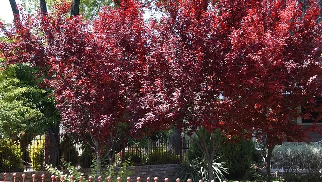 Purple Leaf Plum Bush Form blireana (Prunus x) - Ladybird Nursery