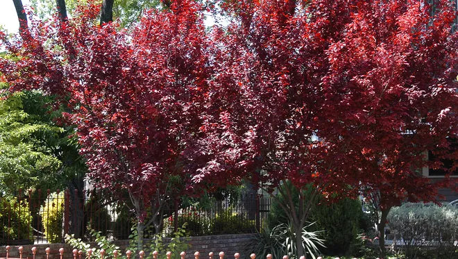Purple Leaf Plum Bush Form blireana (Prunus x)