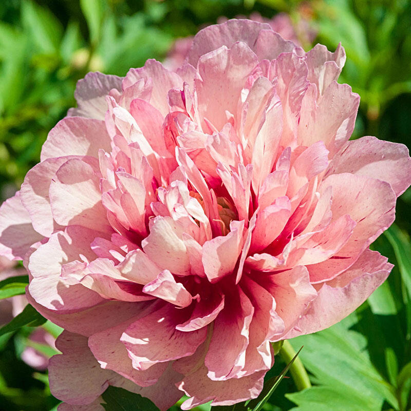 Itoh Peony Hillary (Paeonia)