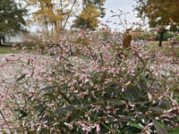 Spurge 'Starblast Pink' (Euphorbia)