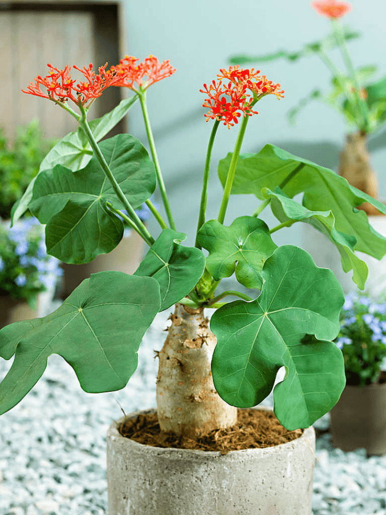 Buddha Belly Plant (Jatropha podagrica) - Ladybird Nursery