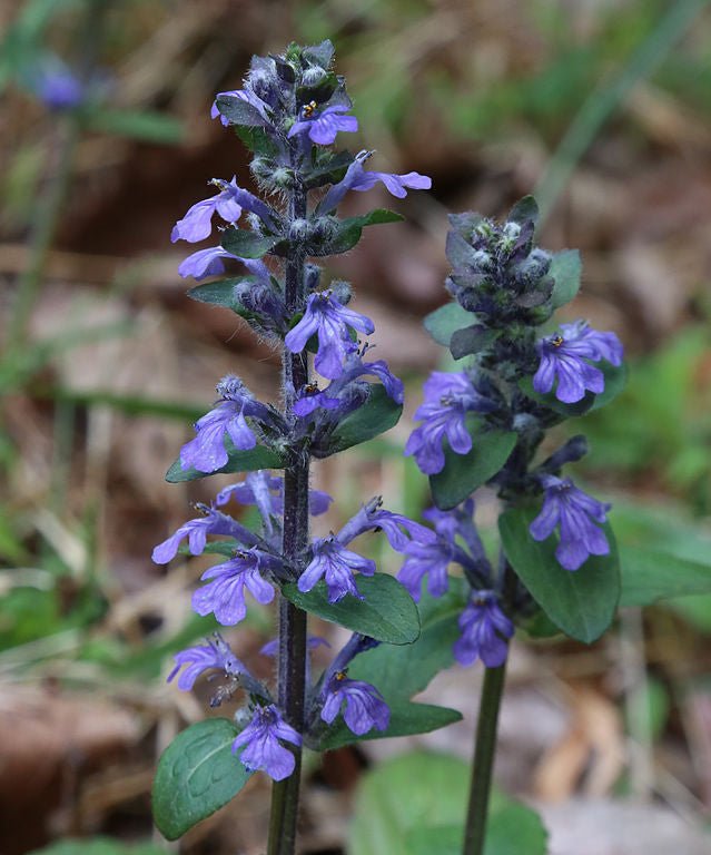 Common Bugle (Ajuga reptans) - Ladybird Nursery